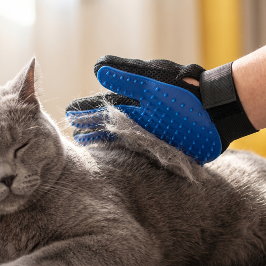 Purr Glove lifting loose fur from a gray British shorthair's back